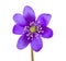 Hepatica flower