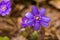 Hepatica flower