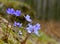 Hepatica Liverleaf Blue Macro Forest