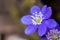 Hepatica or liverleaf in spring, close up picture in the forest