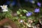 Hepatica or liverleaf in spring, close up picture in the forest