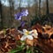 Hepatica nobilis and Anemone nemorosa