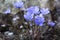 Hepatica nobilis flower closeup shot