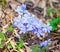 Hepatica nobilis flowers