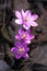 Hepatica nobilis liverleaf growing wild in Sweden