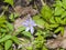 Hepatica nobilis, liverleaf or liverwort, blooming in dry leaves and spring weed, macro, selective focus