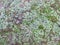 Hepaticophyta, Liverworts, Lumut Hati, texture of moss on the ground