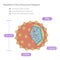 Hepatitis A Virus Structure Diagram