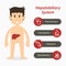 Hepatobiliary system and medical line icon