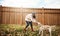 Her faithful friend loves playtime. a young woman playing with her dog outside.