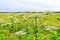 Heracleum blooming in field