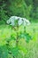 Heracleum cow-parsnip plant