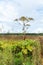 Heracleum. Field with weed and flowers, plantation over sky