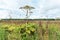 Heracleum. Field with weed and flowers, plantation over sky