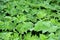 Heracleum mantegazzianum or giant hogweed