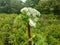 Heracleum mantegazzianum - Giant hogweed is a dangerous herbaceous flowering plant. All parts of plant contain the intense toxic