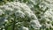 Heracleum medicinal plant blooms