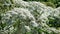 Heracleum medicinal plant blooms