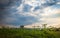 Heracleum plant in the countryside outdoors blue sky