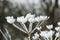 Heracleum plant frozen in ice, hogweed and or parsnip