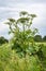 Heracleum is poisonous plant, blooming and maturation, toxic plant. Also known as hogweed, cow parsnip