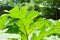 Heracleum - poisonous plant. Giant Hogweed, Heracleum manteggazzianum
