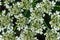 Heracleum siamicum Craib White flowers are blooming in nature.