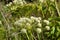 Heracleum sosnovskyi big poison plant blooming. Medicinal plant Common Hogweed Heracleum sphondylium