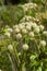Heracleum sosnovskyi big poison plant blooming. Medicinal plant Common Hogweed Heracleum sphondylium