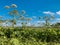 Heracleum sosnovskyi inflorescence on blue sky background