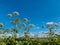 Heracleum sosnovskyi inflorescence on blue sky background