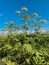 Heracleum sosnovskyi inflorescence on blue sky background