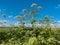 Heracleum sosnovskyi inflorescence on blue sky background