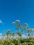 Heracleum sosnovskyi inflorescence on blue sky background