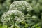 Heracleum Sosnowskyi blooming