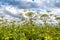 Heracleum Sosnowskyi on blue sky background.