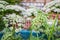 Heracleum sosnowskyi or Sosnowsky hogweed plant blooming in the garden. It is a very dangerous highly invasive pest that can