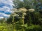 The Heracleum sosnowskyi - umbrella weed plant