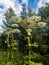 The Heracleum sosnowskyi - umbrella weed plant