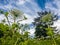 The Heracleum sosnowskyi - umbrella weed plant