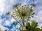 The Heracleum sosnowskyi - umbrella weed plant