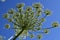 Heracleum sphondylium. Giant inflorescence of Hogweed plant against blue sky and white clouds
