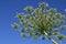 Heracleum sphondylium. Giant inflorescence of Hogweed plant against blue sky and white clouds