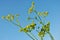 Heracleum sphondylium hogweed, common hogweed, cow parsnip green flowering plant on blue sky background