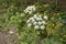 Heracleum sphondylium plant in bloom
