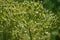 Heracleum sphondylium â€“ hogweed â€“ cow parsnip â€“ seed pods closeup horizontal