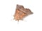 Herald moth Scoliopteryx libatrix