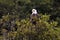 Heraldic animal of the USA, bald eagle, Alaska