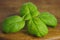 Herb basil