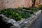 Herb beds in rows above a limestone stone back, a brick walled courtyard with a gravel path in the park. monastic healing garden w